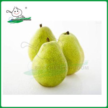 new crop ya pear/pear/fresh ya pear